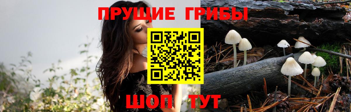 Псилоцибиновые грибы мухоморы  купить наркотики цена  Курчатов 